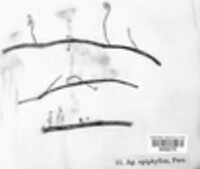 Marasmius epiphyllus image